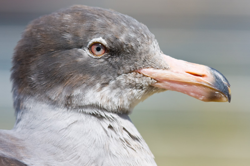 Juvenile Dolphin Gull